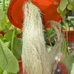 Aeroponic System Roots
