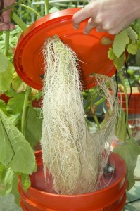 Aeroponic System Roots