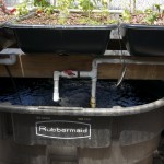 Aquaponics: Plants and Fish Tank