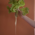 A lettuce plant