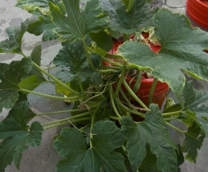 Squash in need of calcium